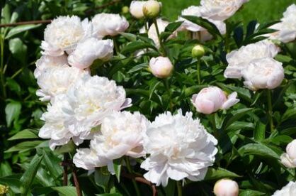 Piwonia Chińska "Shirley Temple" (Paeonia)