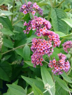 Budleja Weyera "Flower Power" (Buddleja x weyeriana)