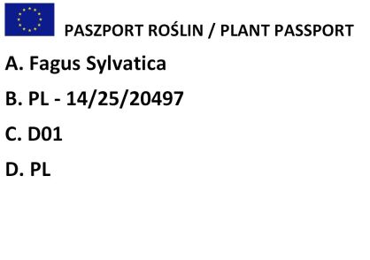 Buk pospolity "Rolph Marquard" (Fagus sylvatica)