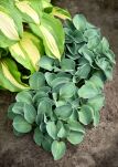 Funkia  „School Mouse” (Hosta) - 2