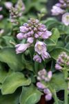 Funkia  „School Mouse” (Hosta) - 3