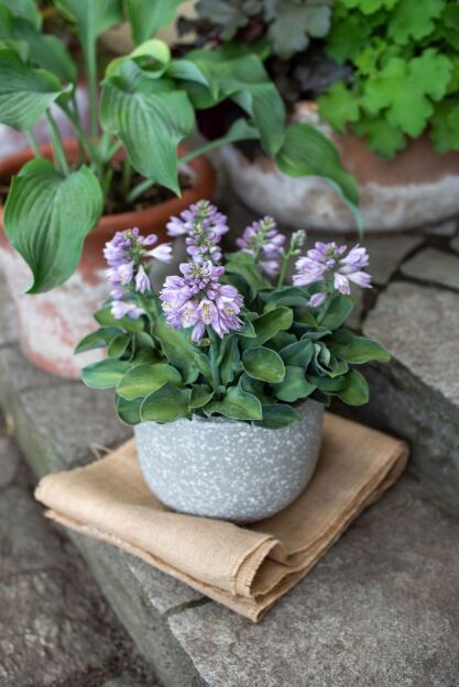 Funkia  „School Mouse” (Hosta)