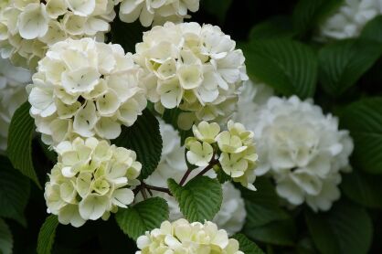 Kalina Japońska Popcorn (Viburnum plicatum)