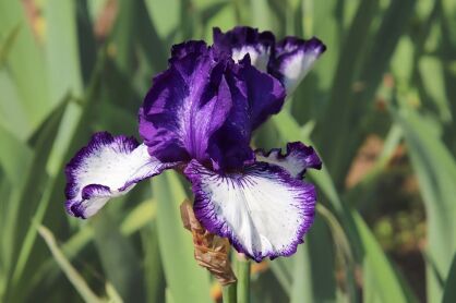 Irys Bródkowy "Going My Way" (Iris Barbata)