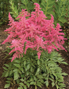 Tawułka Arendsa "Astray Rose Red Shades" (Astilbe Arendsii)
