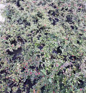 Irga Wczesna "Boer" (Cotoneaster Nanshan)