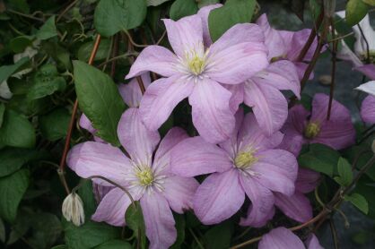 Powojnik "The President" (Clematis)