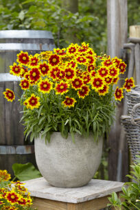 Nachyłek Wielkokwiatowy Up Tick "Gold and Bronze" (Coreopsis Grandiflora)