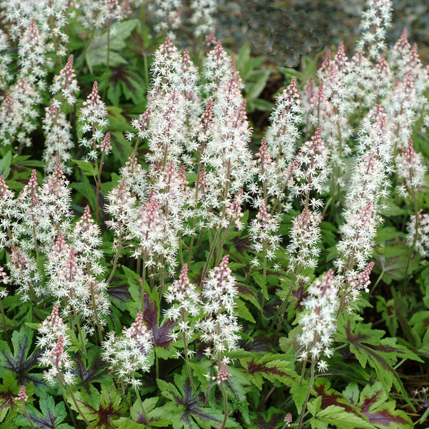 Tiarella 