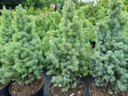 Świerk Biały "Sun of the Sky" (Picea Glauca)