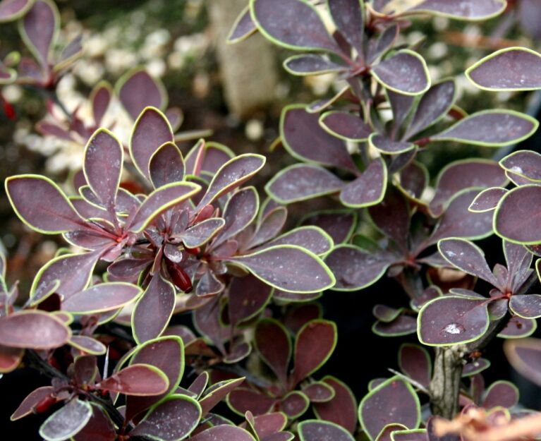 Berberys Thunberga 
