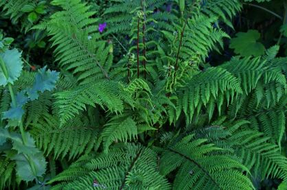 Wietlica Samicza "Lady in Red" (Athyrium filix-femina)