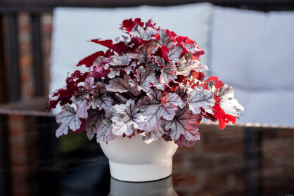 Żurawka "World Caffé™ Frappe" (Heuchera Hybrida)