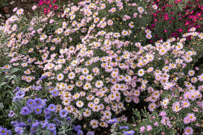 Aster Nowobelgijski "Fellowship" (Aster Dumosus)