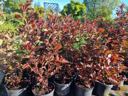 Pęcherznica Kalinolistna "Schuch" (Physocarpus Opulifolius)
