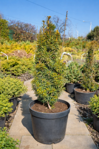 Cis Pospolity "David" (Taxus Baccata)