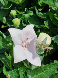 Rozwar / Platykodon Wielkokwiatowy "Astra Pink"  (Platycodon Grandiflorus )