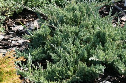 Jałowiec Płożący "Blue Chip" (Juniperus Horizontalis)