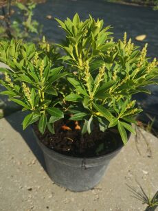 Pieris Japoński "Fuga" (Pieris japonica)