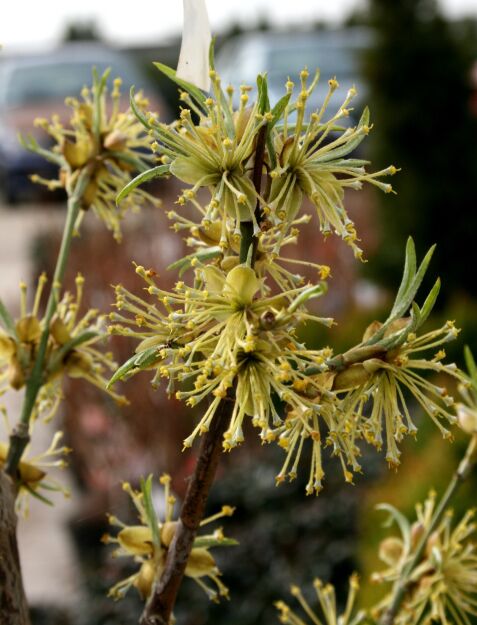 Dereń Jadalny (Cornus Mas)