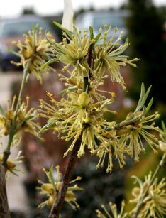Dereń Jadalny (Cornus Mas)