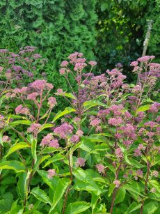 Sadziec plamisty "Atropurpureum" (Eupatorium maculatum)