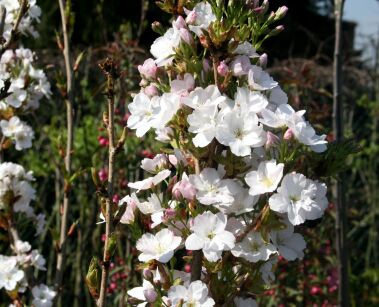 Wiśnia Piłkowana "Amanogawa" (Prunus Serrulata)