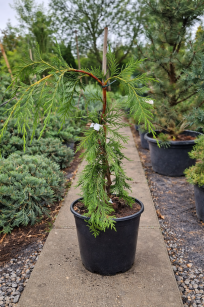 Cyprysik Nutkajski "Pendula" (Chamaecyparis Nootkatensis)