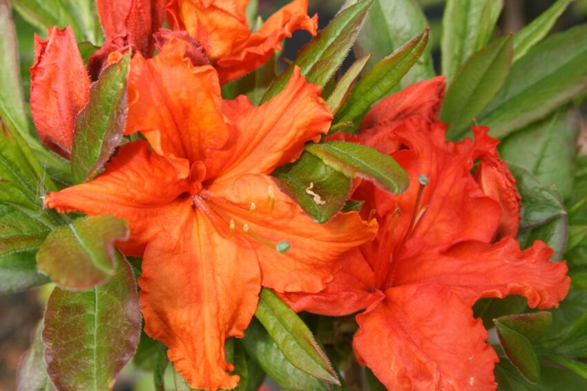 Azalia Wielkokwiatowa 
