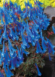 Kokorycz  "Blue Heron" (Corydalis)