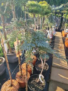 Jałowiec Płożący "Glacier"  szczepiony (Juniperus Horizontalis)