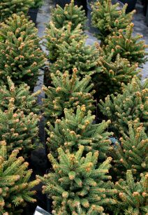 Świerk Pospolity "Barryi" (Picea Abies)