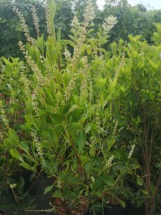 Orszelina Olcholistna "Pink Spire" (Clethra alnifolia)