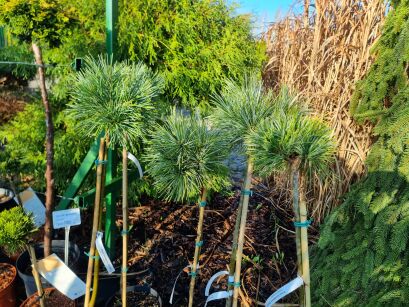 Sosna Koreańska "Baishan" szczepiona (Pinus Koraiensis)