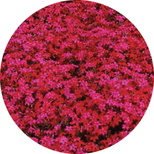 Płomyk Szydlasty "Scarlet Flame" (Phlox Subulata)
