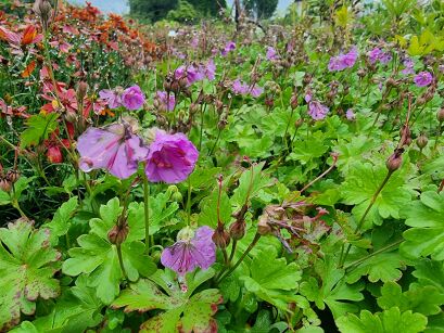 Bodziszek Kantabryjski "Cambridge" (Geranium ×cantabrigiense)