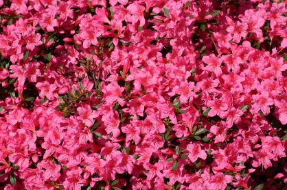 Azalia Japońska "Michiko" (Azalea jap.)