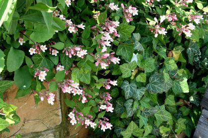 Krzewuszka Cudowna "Bristol Rubby" (Weigela Florida)