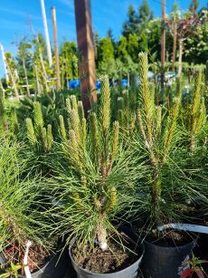 Sosna Czarna "Green Tower" (Pinus Nigra)