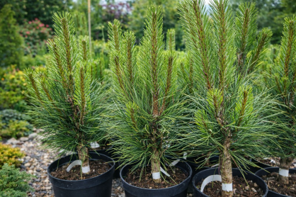 Sosna Czarna "Green Tower" (Pinus Nigra)