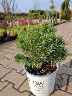 Sosna Górska kosodrzewina "Hnízdo'" (Pinus Mugo)