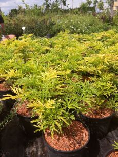 Bez Czarny "Golden Tower" (Sambucus Nigra)