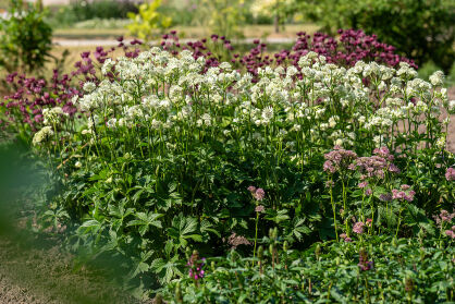 Jarzmianka większa "Astra White"  (Astrantia major)