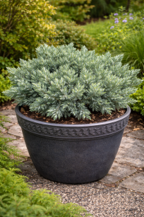 Jałowiec Łuskowy "Blue Star" (Juniperus Squamata)