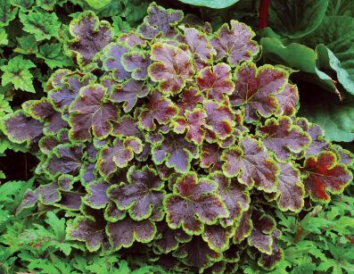 Żurawka "Solar Eclipse" (Heuchera)