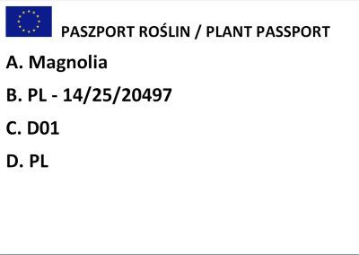 Magnolia 