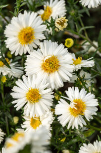 Aster Nowobelgijski "White Ladies" (Aster Novi-belgii)