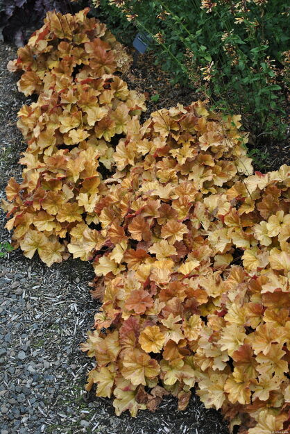 Żurawka 