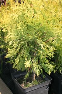 Żywotnik Zachodni "Yellow Ribbon" (Thuja Occ.)