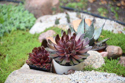 Rojnik  "BigSam Ruby Star" (Sempervivum)